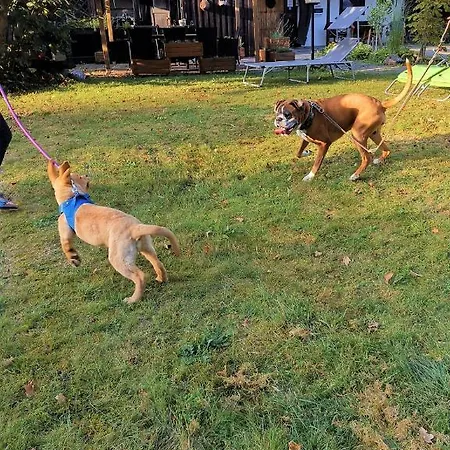 מלון Zur Schmiede 3*