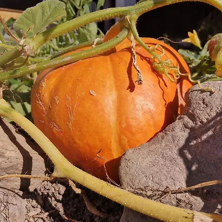 Zur Schmiede מלון