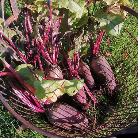 Zur Schmiede מלון אלטנאו