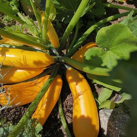 Zur Schmiede אלטנאו