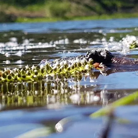 Zur Schmiede אלטנאו