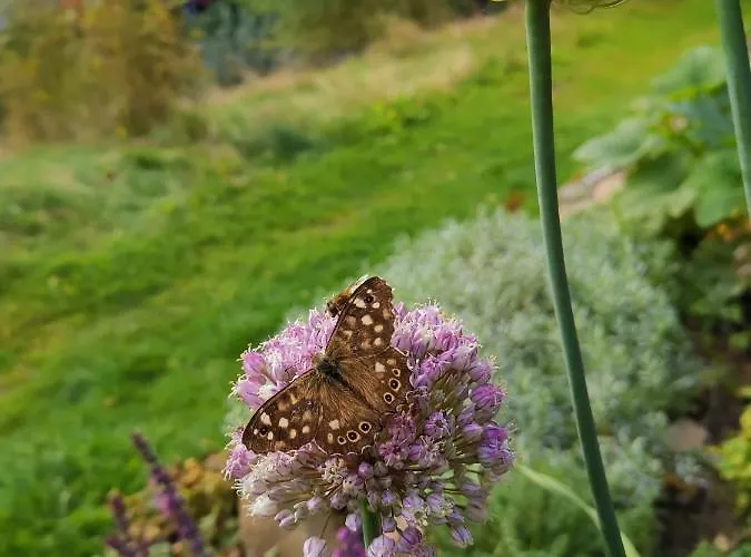 Zur Schmiede 3* Altenau (Lower-Saxony)